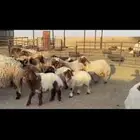 غتن نعيم مطافيل