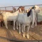 معزا جروم فواخر نوعيات نادره ..