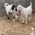 تيوس
