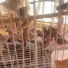 زيبرا 10 اجواز