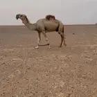 بعيركفوونقبل البدل