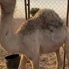 الشملي