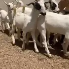تيوس وعنقان منادي