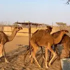 قعدان للبيع