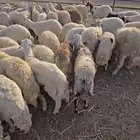 طليان يمنيه شبيه الحري