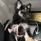 كلب بومرينيان