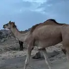 بكار للبيع