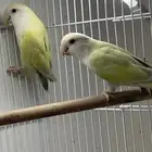 للبيع زوج روز محلل منتج بفروخه