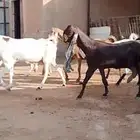معزا حجازية جروم خصم الخصم وتعاريف مدور النوادر