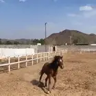 بوني للبيع