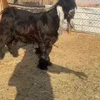 فحل عارضي صنف