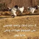 طقم دجاج براهما كولمبي ثلاث والرابع ديك