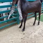 جذع ادهم مشروط القريع