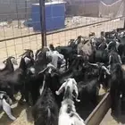 بهم مندي