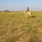 للبيع ركبي السن جذع طايع على جميع الشروط موقع المظيلف