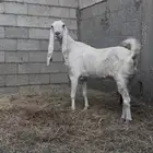 معزا خصم الخصم هولنديات طيبه