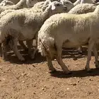 غنم حريات حرش كفو فواخر دفيع ومضاريع للبيع