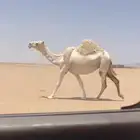 لقحه وضحاء كفو
