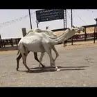 البكار الرمانيات الكفو