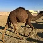 مفرود مفاريد قعدان حشو قعود حاشي