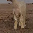 مشروع فحل نجدي - عيسي