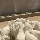 بهم تربيه شعره توب التوب 20 راس