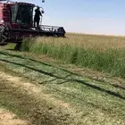 بذر رودس حصاد جديد صافي شرط