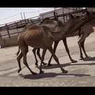 البكار المفاريد الدبيانيات