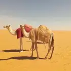 قعود البيع سمين وطيب الموقع شمال رماح عند شجره المطوع