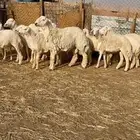 غنم حريات صنف