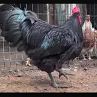دجاج الأسترالوب العملاق