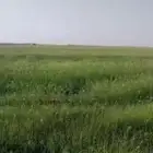رشاش رودس مزروع للمشاركه في حرض