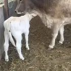 بقره المانيه