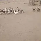 وز عراقي ( الجمش)