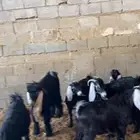 عوارض جذعات دفيع