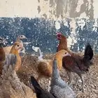 دجاج بلدي للبيع