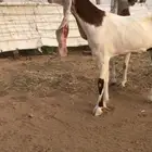 للبيع جفار خصم