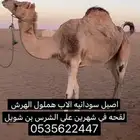 ناقه اصيل للبيع