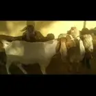 معزا مشاريك وحده عرضيه الاسنان سدس و ثني و جذع و جفره عمرها