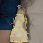 كنيور اناناس اليف