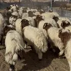 خرفان نعيم بلدي ذبايح