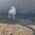 مشروع فحل حري نادر