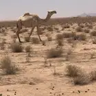 ضروبه رباع مبيوع ولدها