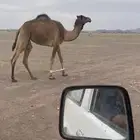 ذلول