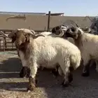 فحول أنعيم طيبه اللبييع