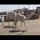 عشرا تحتها بكره وضريبه رباع