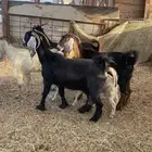 معزى مقاني شبب كلها
