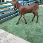 جفار مقاني