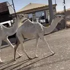عشرا رباع تحتها قعود باتلي ومفروده صفرا دبيانيه