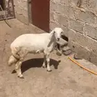 رخل للبيع كفو